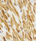 CCL15 Antibody
